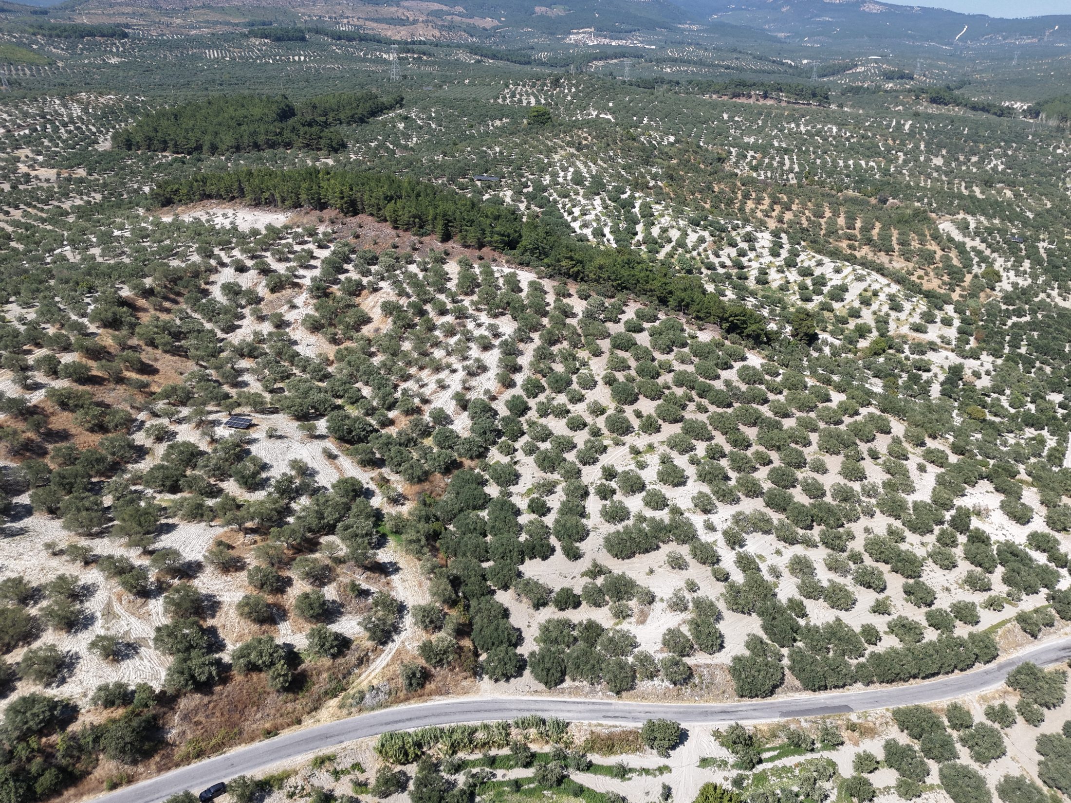 ZEYTİNLİOVADA 47.800 M² ASFALT YOLA SIFIR, 750 AĞAÇLI ZEYTİNLİK 8