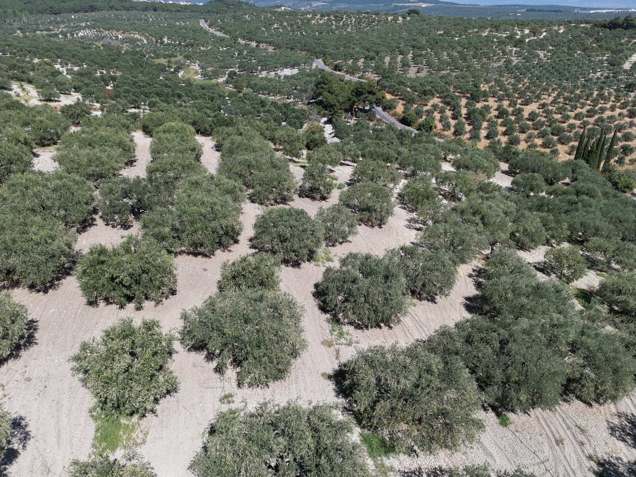 ZEYTİNLİOVADA 47.800 M² ASFALT YOLA SIFIR, 750 AĞAÇLI ZEYTİNLİK 19