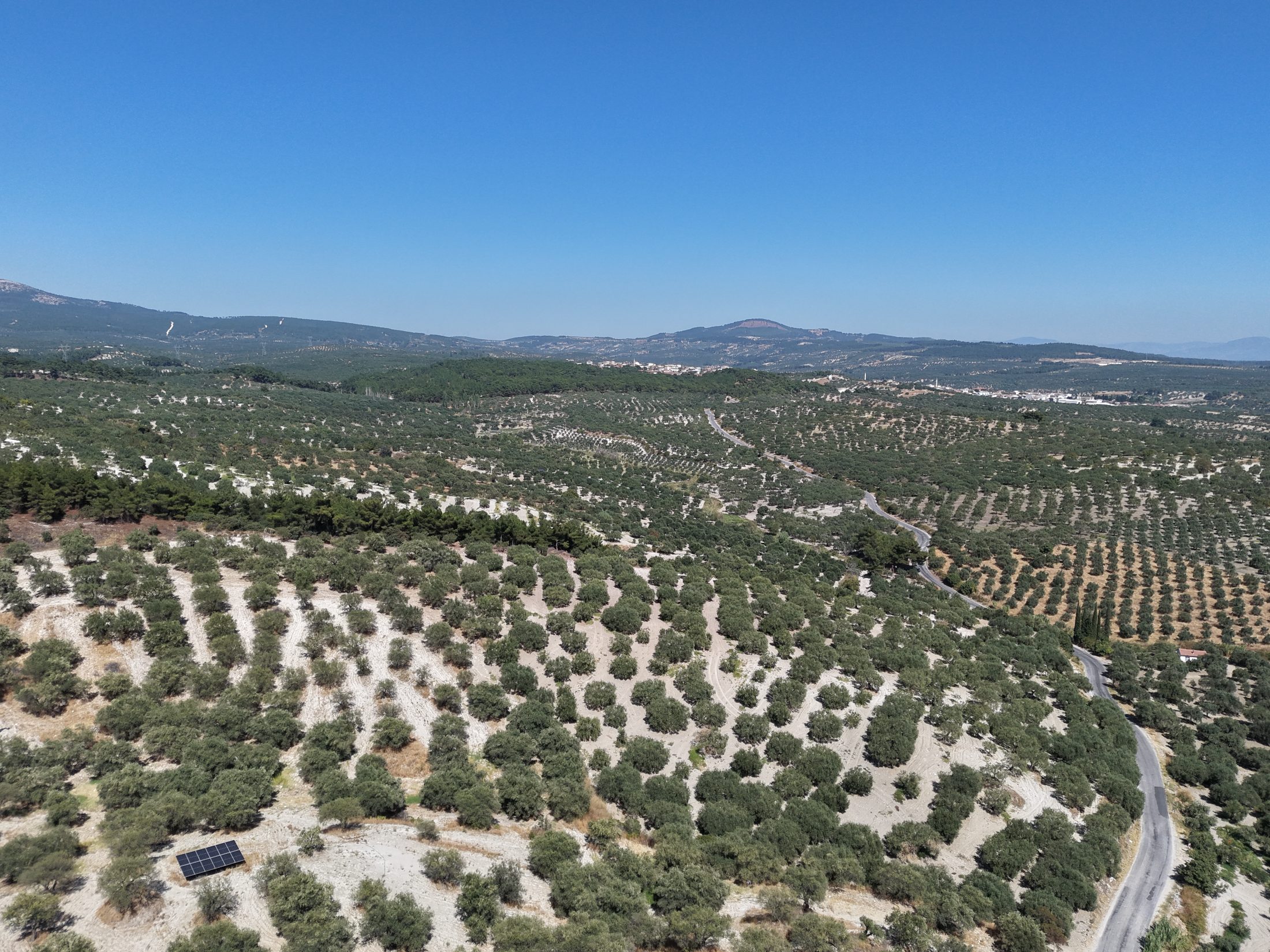 ZEYTİNLİOVADA 47.800 M² ASFALT YOLA SIFIR, 750 AĞAÇLI ZEYTİNLİK