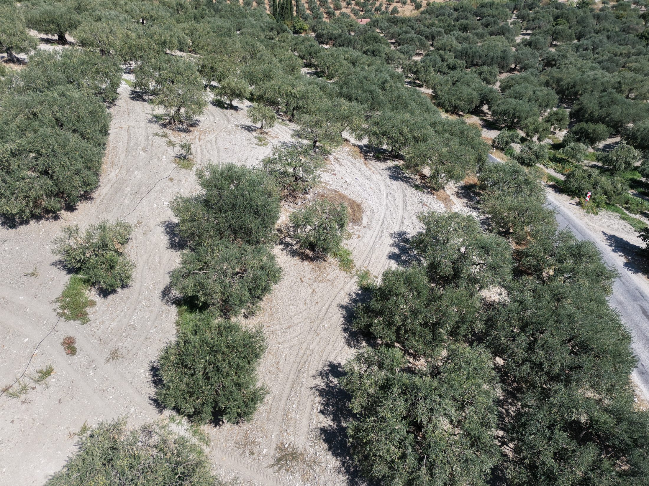 ZEYTİNLİOVADA 47.800 M² ASFALT YOLA SIFIR, 750 AĞAÇLI ZEYTİNLİK 15