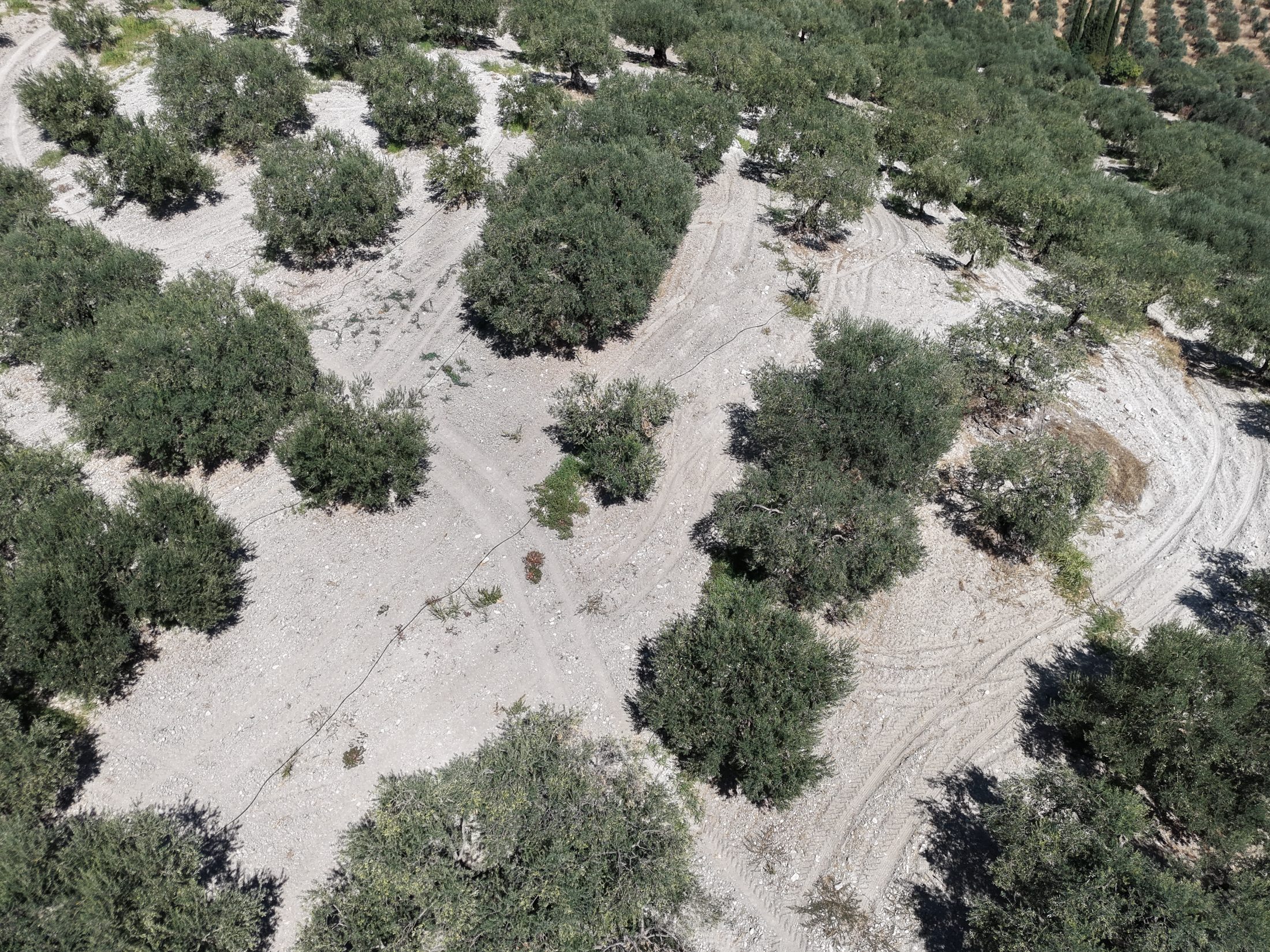 ZEYTİNLİOVADA 47.800 M² ASFALT YOLA SIFIR, 750 AĞAÇLI ZEYTİNLİK 14