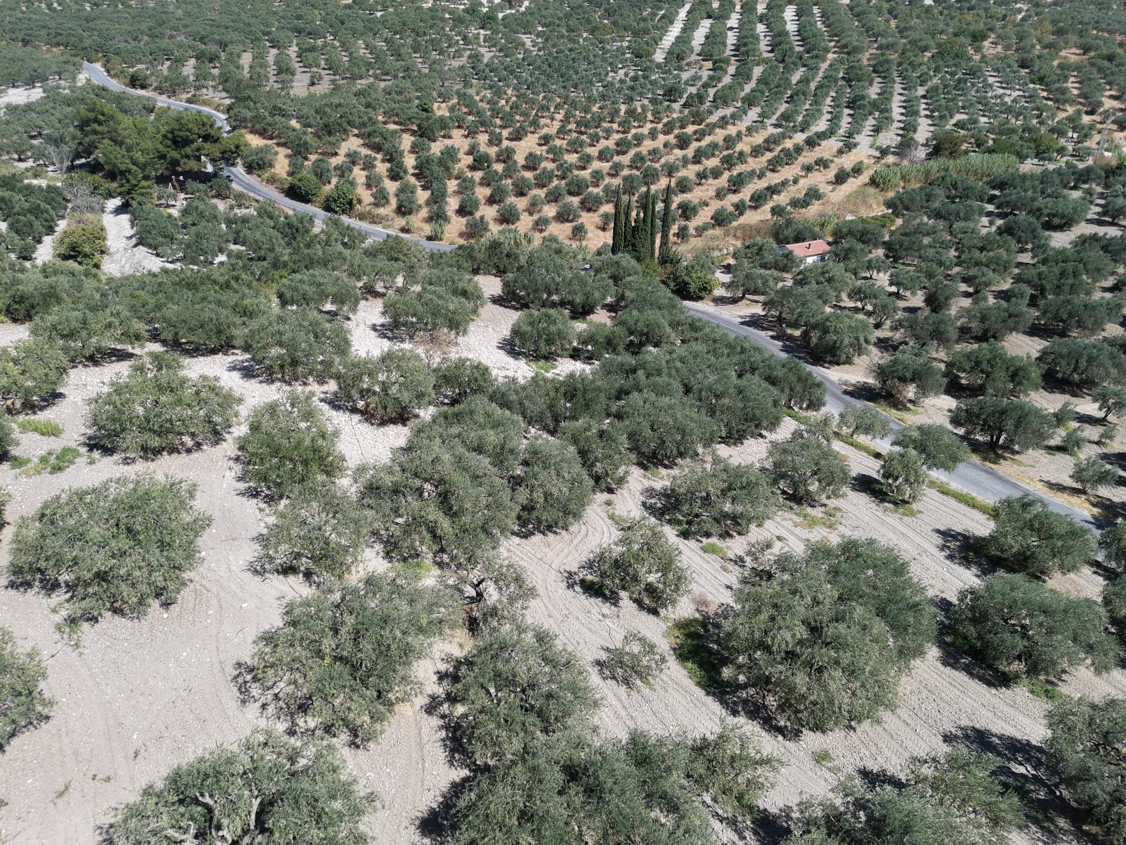ZEYTİNLİOVADA 47.800 M² ASFALT YOLA SIFIR, 750 AĞAÇLI ZEYTİNLİK 21