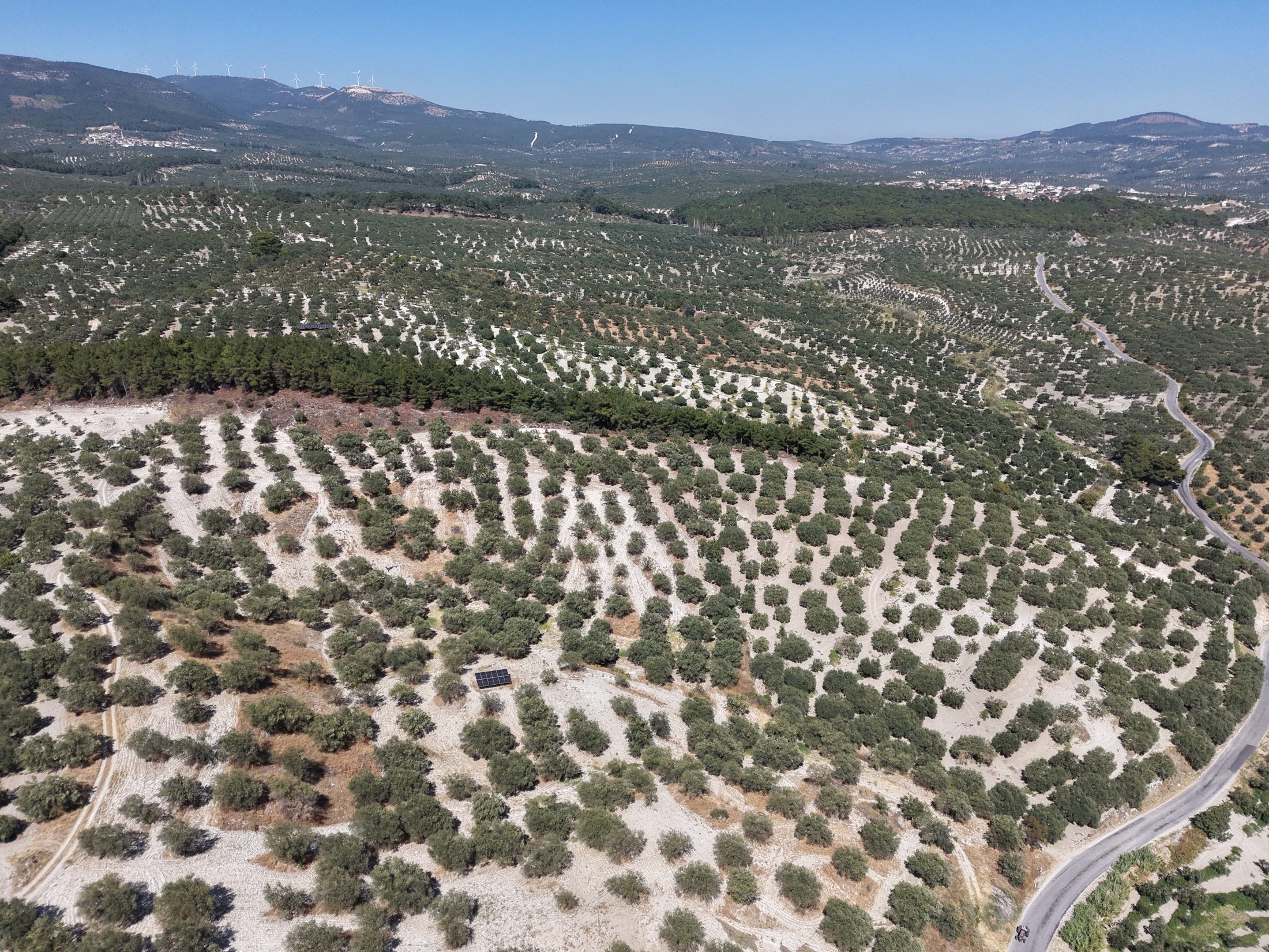 ZEYTİNLİOVADA 47.800 M² ASFALT YOLA SIFIR, 750 AĞAÇLI ZEYTİNLİK 5