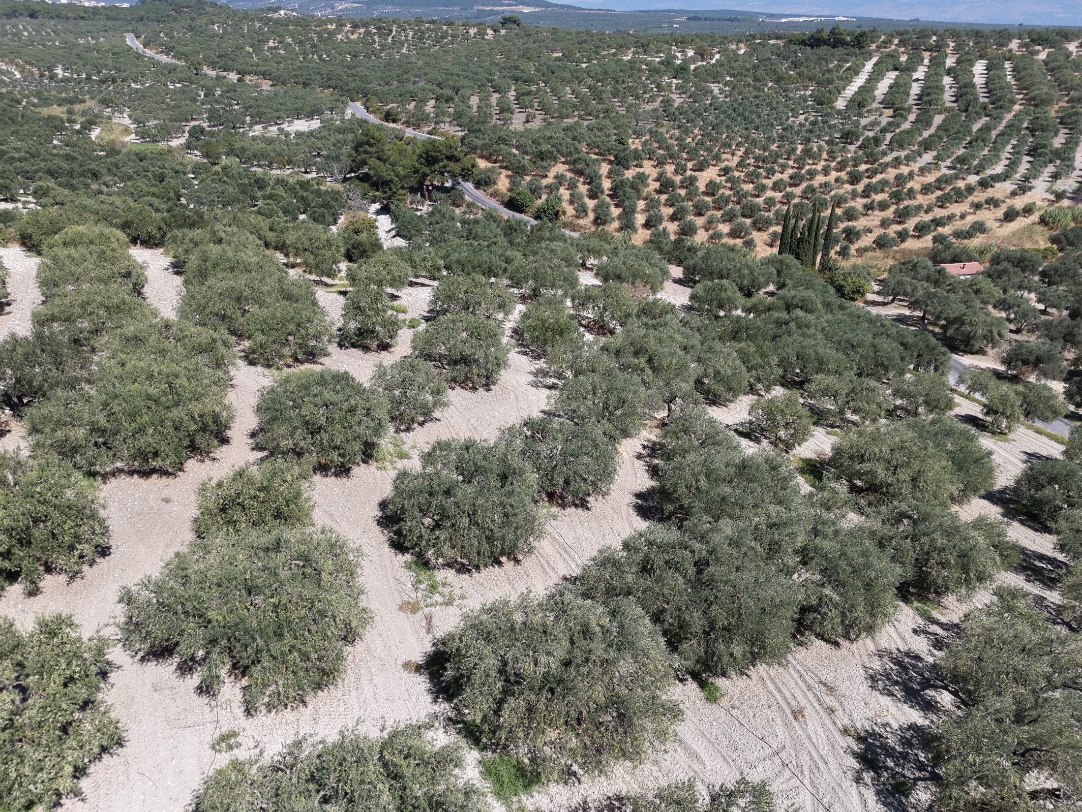 ZEYTİNLİOVADA 47.800 M² ASFALT YOLA SIFIR, 750 AĞAÇLI ZEYTİNLİK 20
