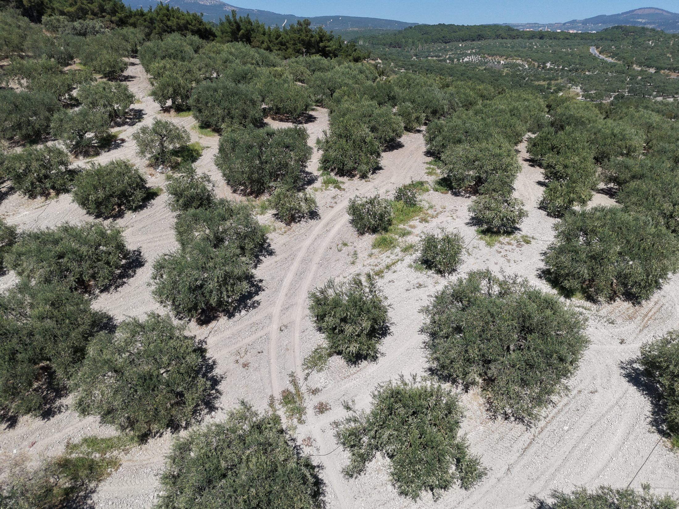 ZEYTİNLİOVADA 47.800 M² ASFALT YOLA SIFIR, 750 AĞAÇLI ZEYTİNLİK 16