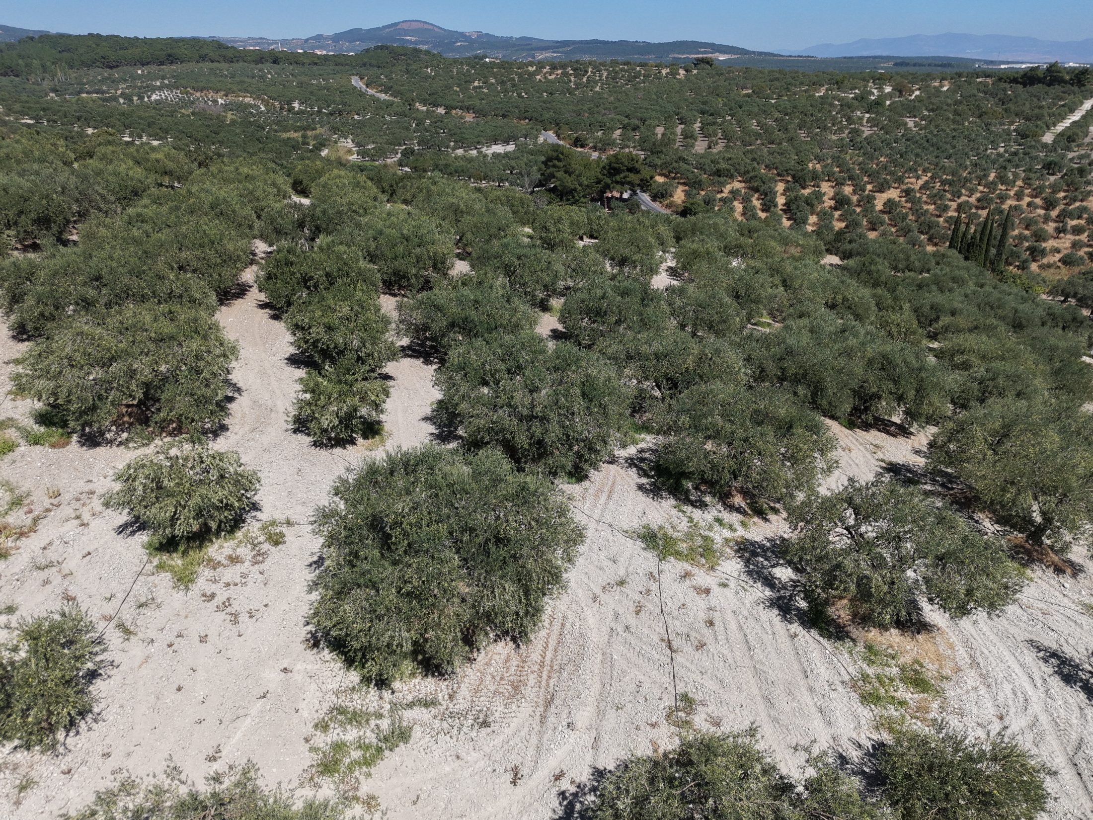 ZEYTİNLİOVADA 47.800 M² ASFALT YOLA SIFIR, 750 AĞAÇLI ZEYTİNLİK 18