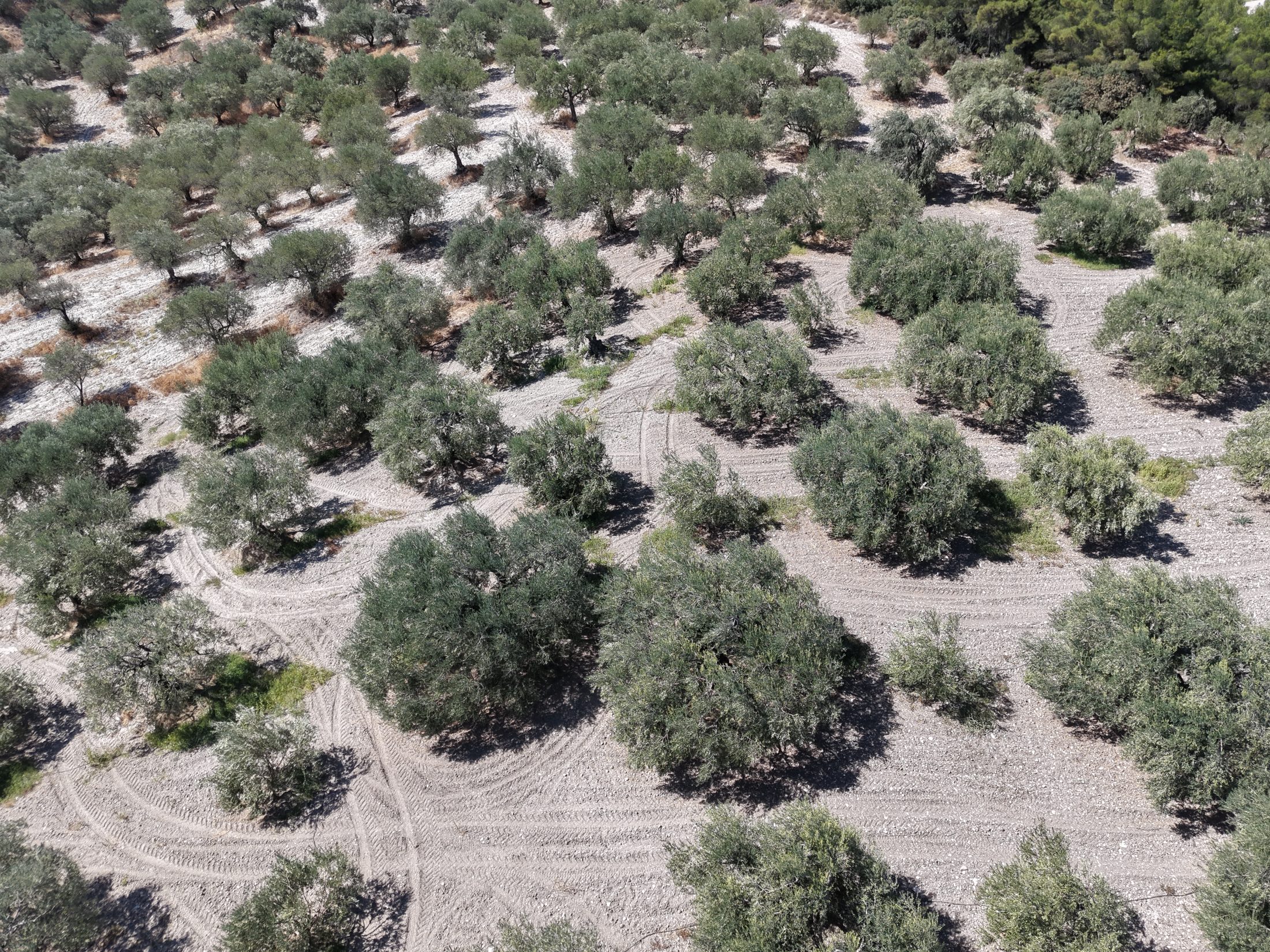 ZEYTİNLİOVADA 47.800 M² ASFALT YOLA SIFIR, 750 AĞAÇLI ZEYTİNLİK 24