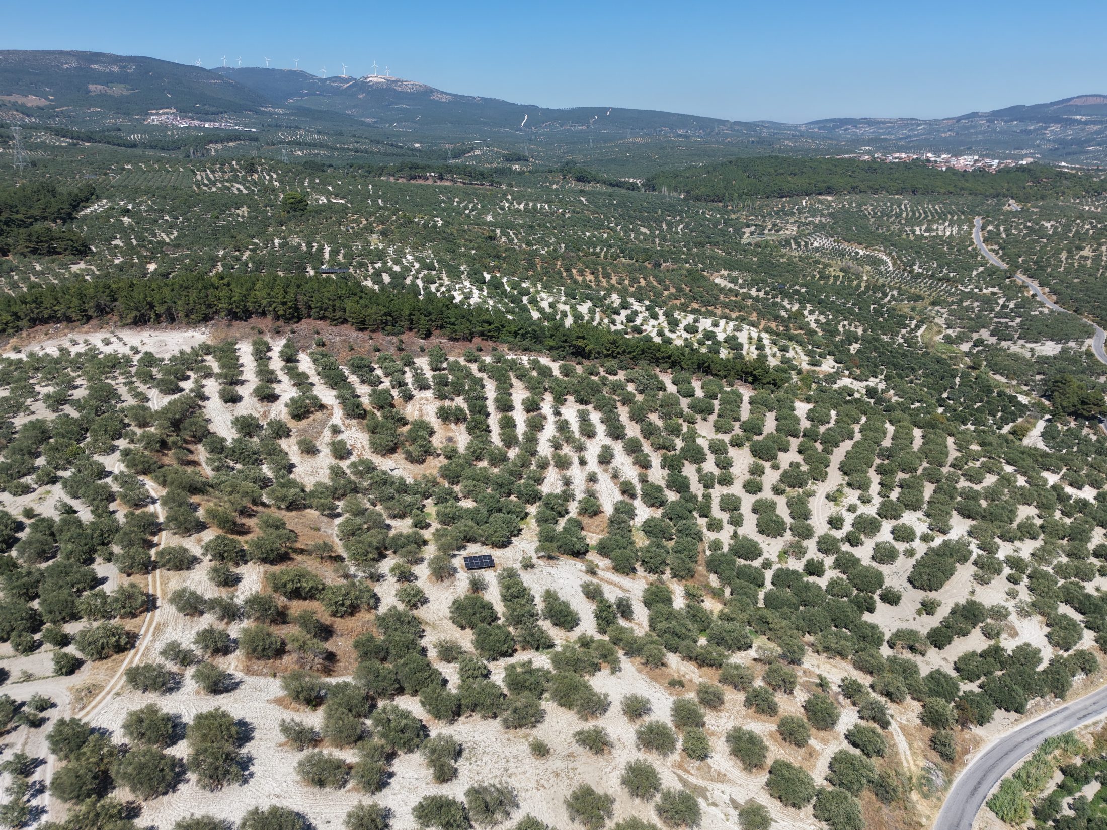 ZEYTİNLİOVADA 47.800 M² ASFALT YOLA SIFIR, 750 AĞAÇLI ZEYTİNLİK 6