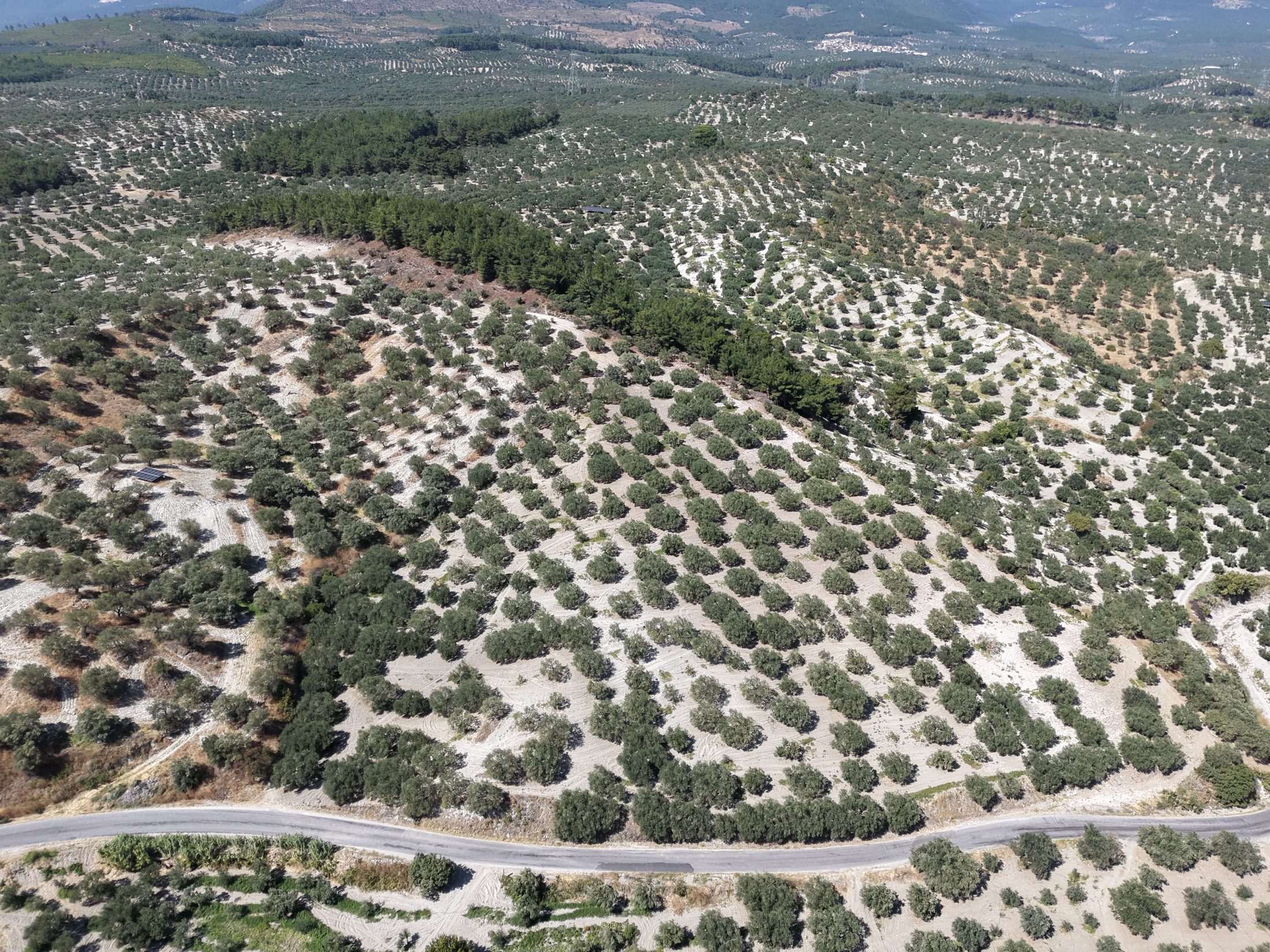 ZEYTİNLİOVADA 47.800 M² ASFALT YOLA SIFIR, 750 AĞAÇLI ZEYTİNLİK 9