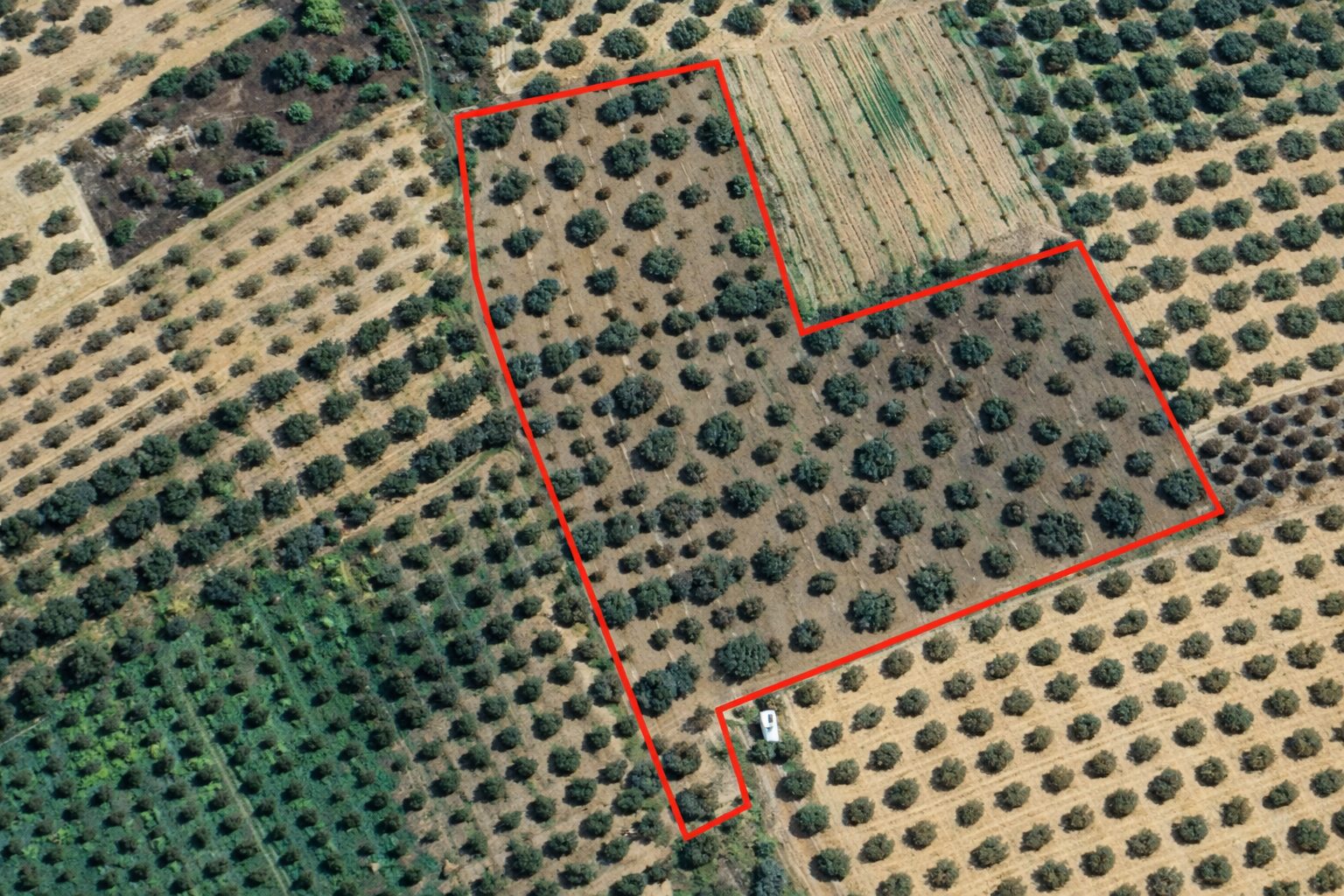 BALLICA'DA KAÇIRILMAYACAK FIRSAT 10.650 M² TEK TAPU ZEYTİNLİK 4