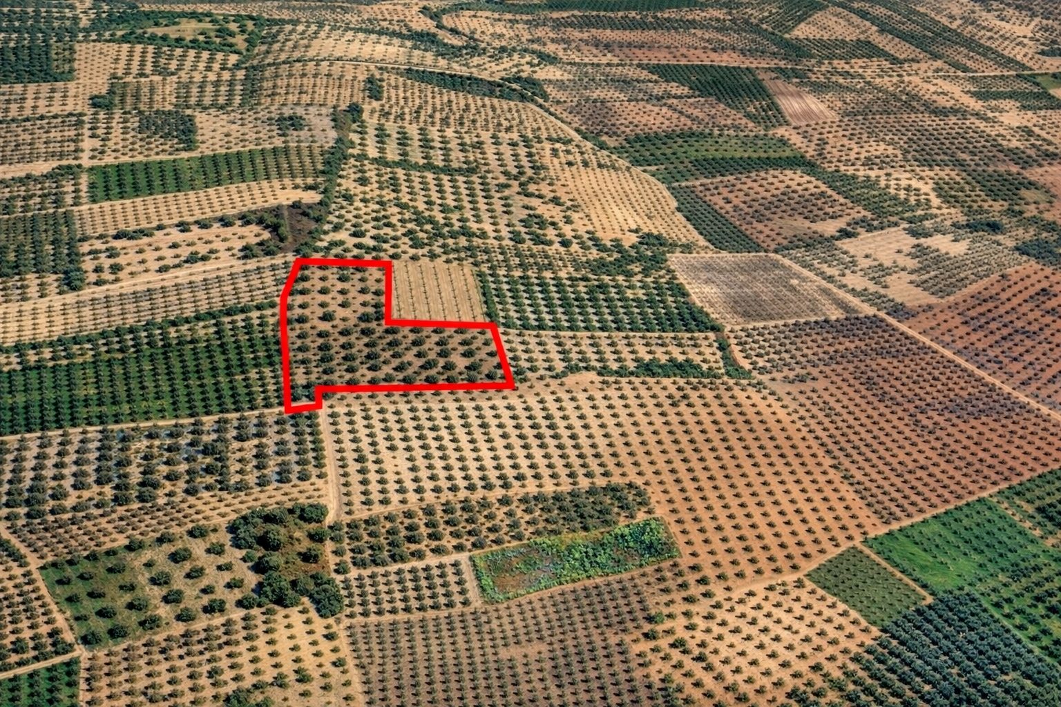 BALLICA'DA KAÇIRILMAYACAK FIRSAT 10.650 M² TEK TAPU ZEYTİNLİK 8