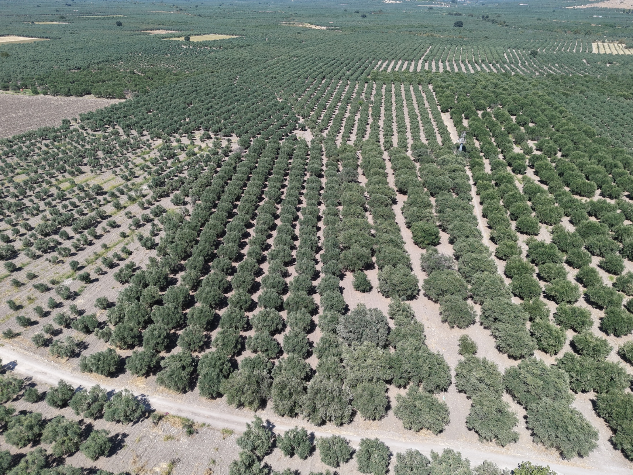 MECİDİYEDE BAKIMLI VE TAM VERİMDE 11850 M2 TEK TAPU ZEYTİNLİK 10