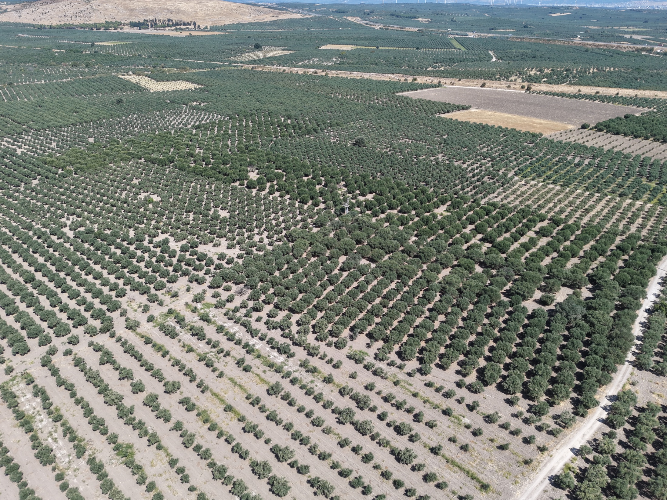 MECİDİYEDE BAKIMLI VE TAM VERİMDE 11850 M2 TEK TAPU ZEYTİNLİK 4