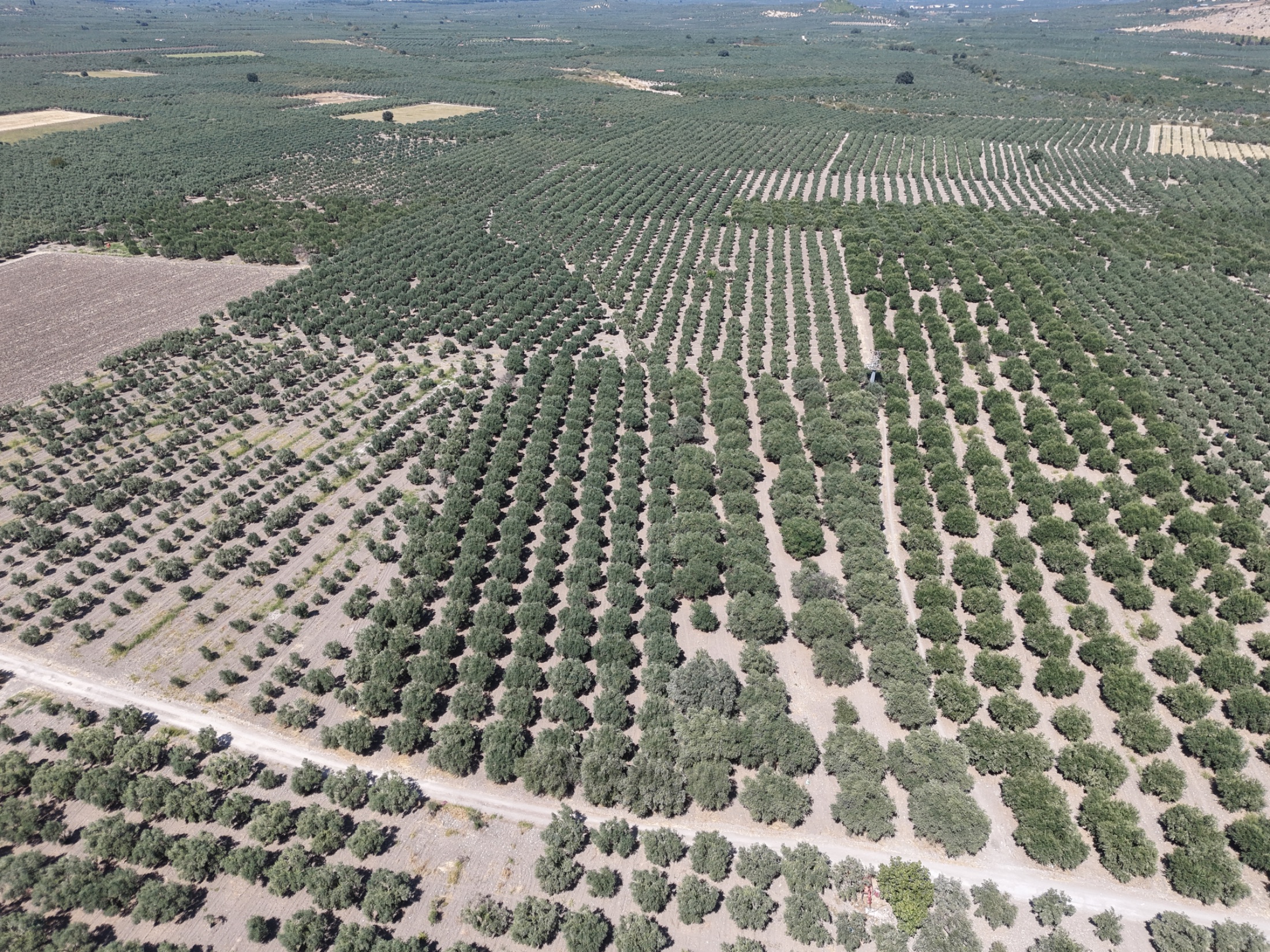 MECİDİYEDE BAKIMLI VE TAM VERİMDE 11850 M2 TEK TAPU ZEYTİNLİK 8