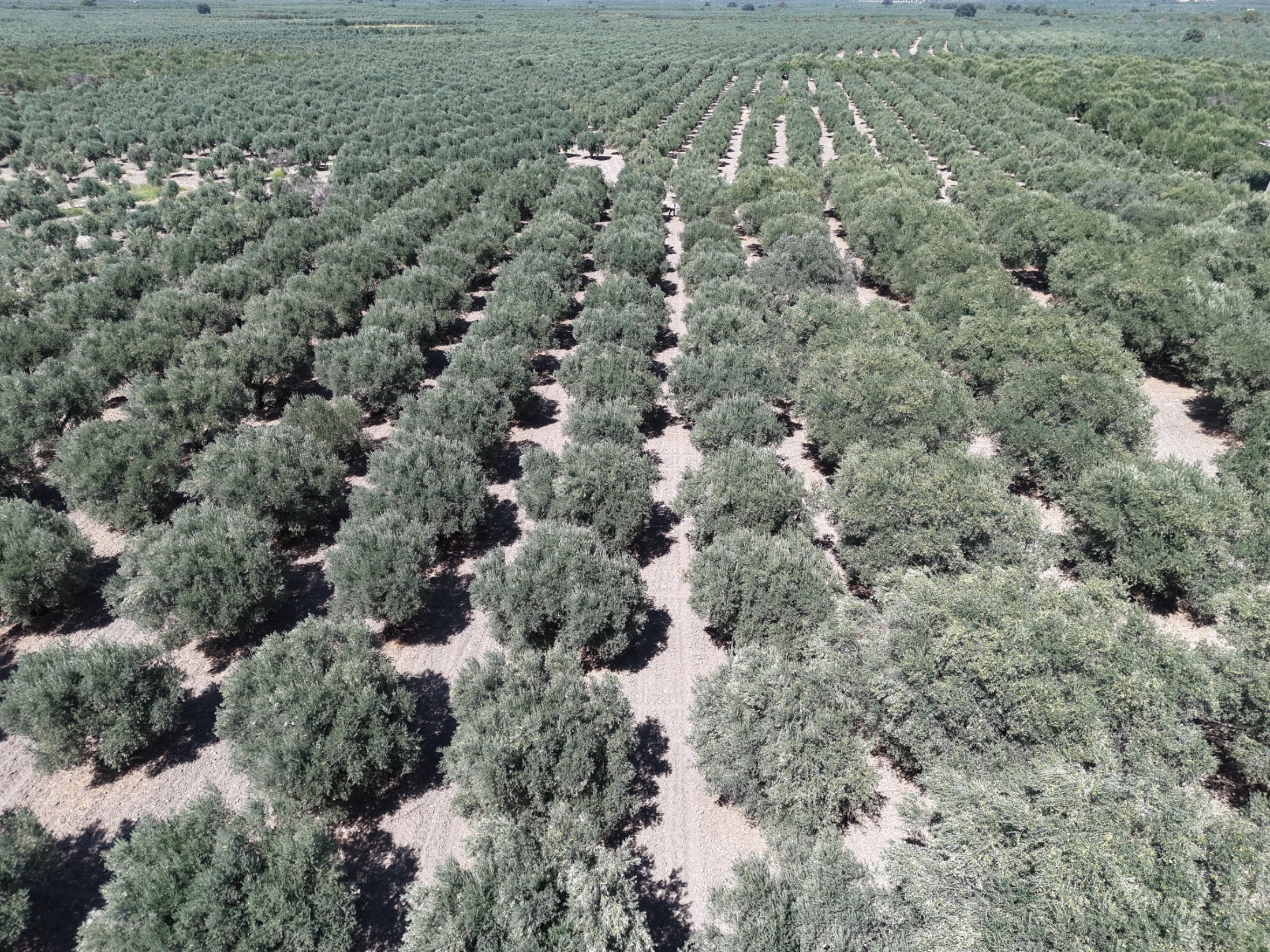 MECİDİYEDE BAKIMLI VE TAM VERİMDE 11850 M2 TEK TAPU ZEYTİNLİK 13