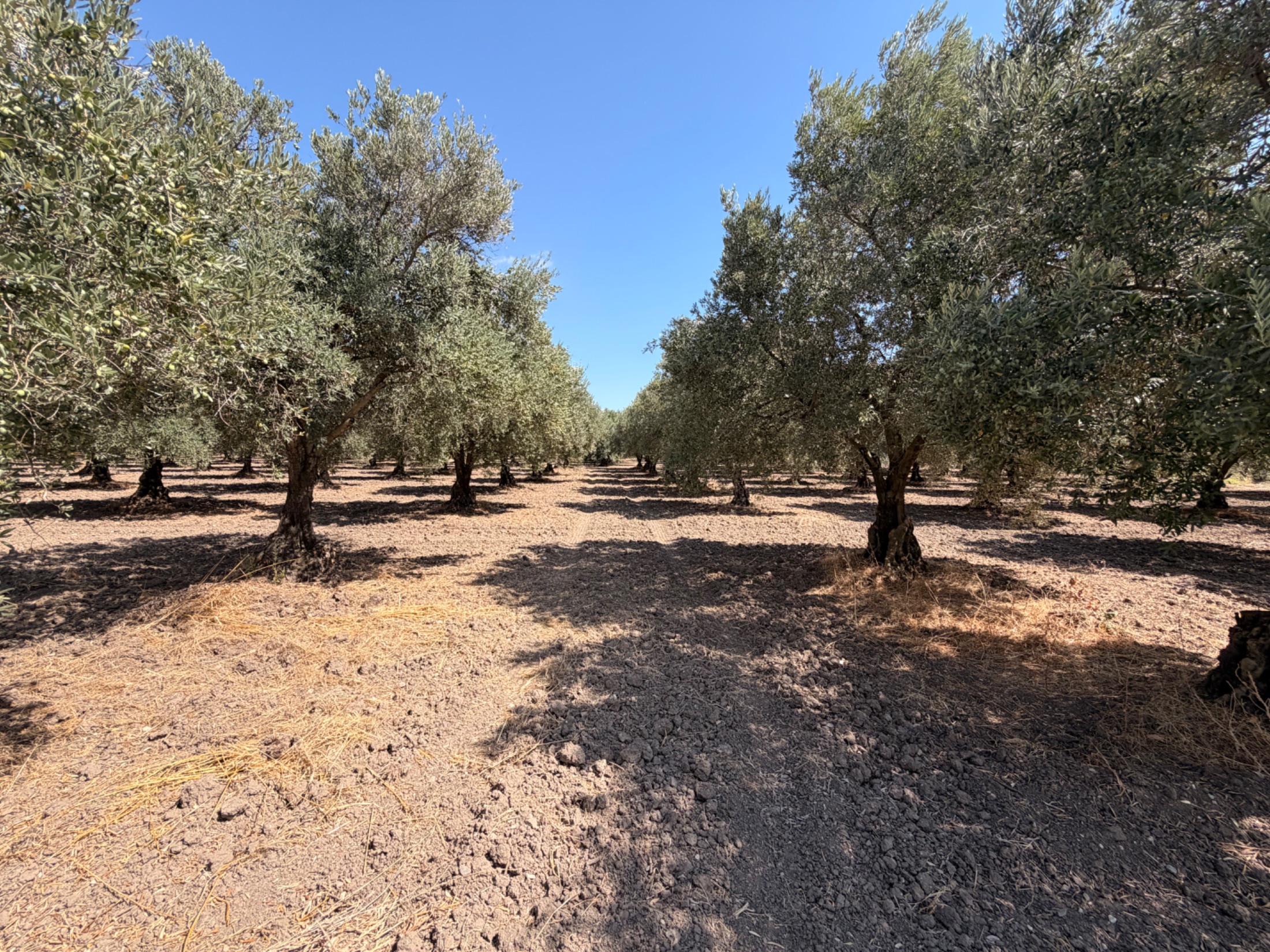 MECİDİYEDE BAKIMLI VE TAM VERİMDE 11850 M2 TEK TAPU ZEYTİNLİK 16