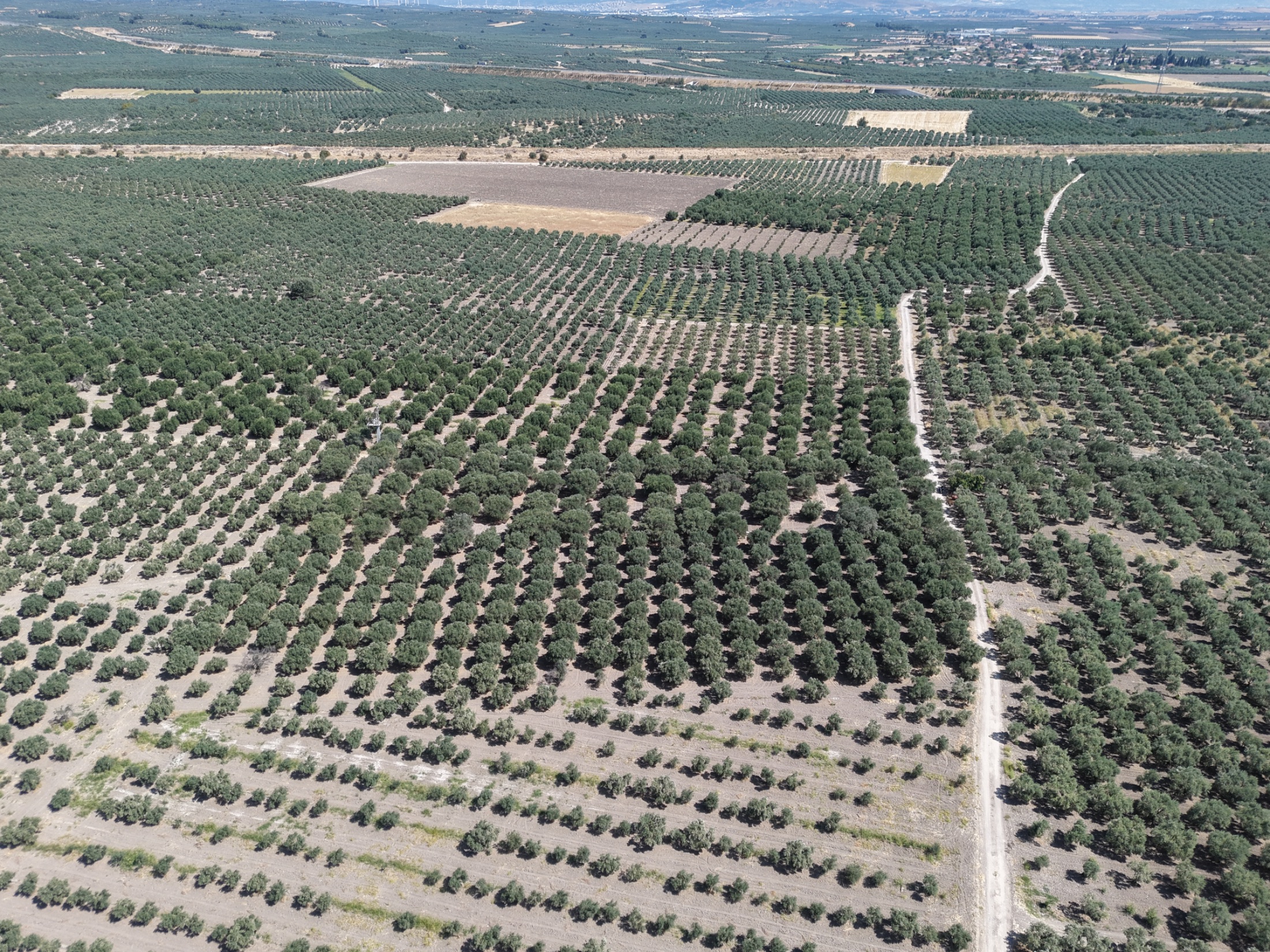 MECİDİYEDE BAKIMLI VE TAM VERİMDE 11850 M2 TEK TAPU ZEYTİNLİK 3