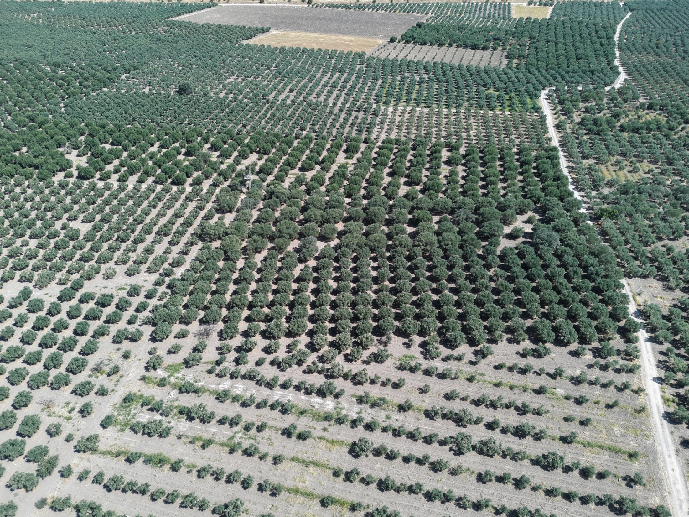 MECİDİYEDE BAKIMLI VE TAM VERİMDE 11850 M2 TEK TAPU ZEYTİNLİK 2