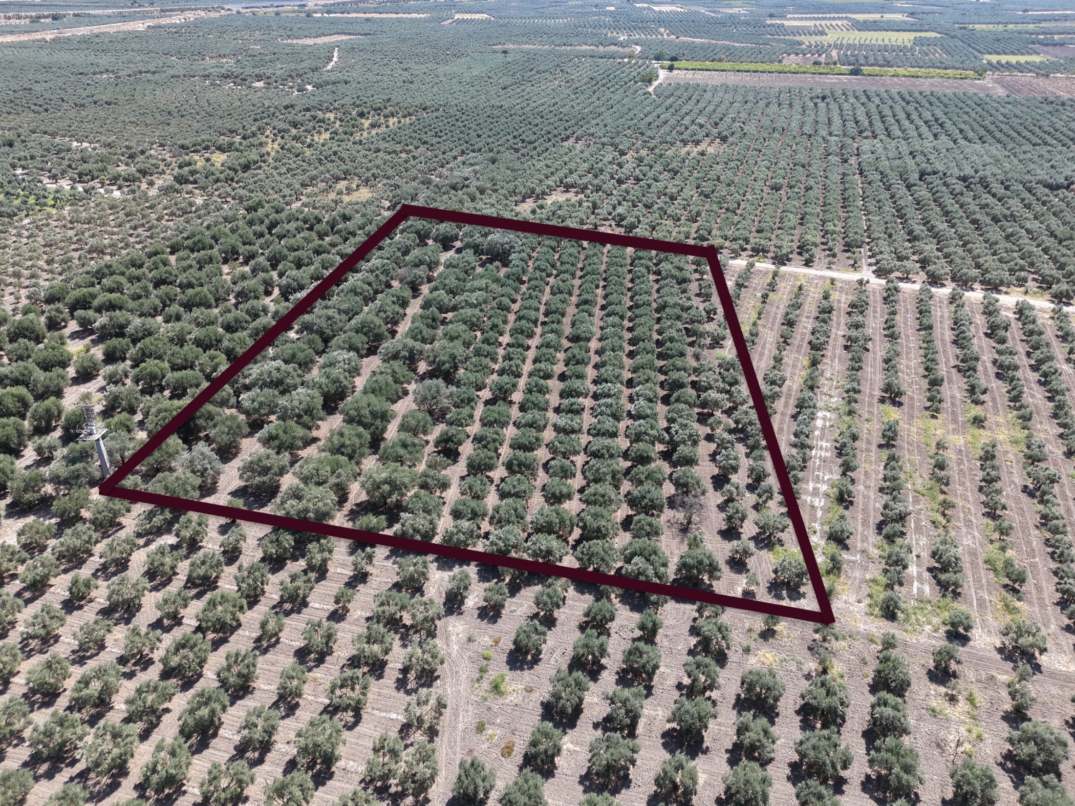 MECİDİYEDE BAKIMLI VE TAM VERİMDE 11850 M2 TEK TAPU ZEYTİNLİK 15