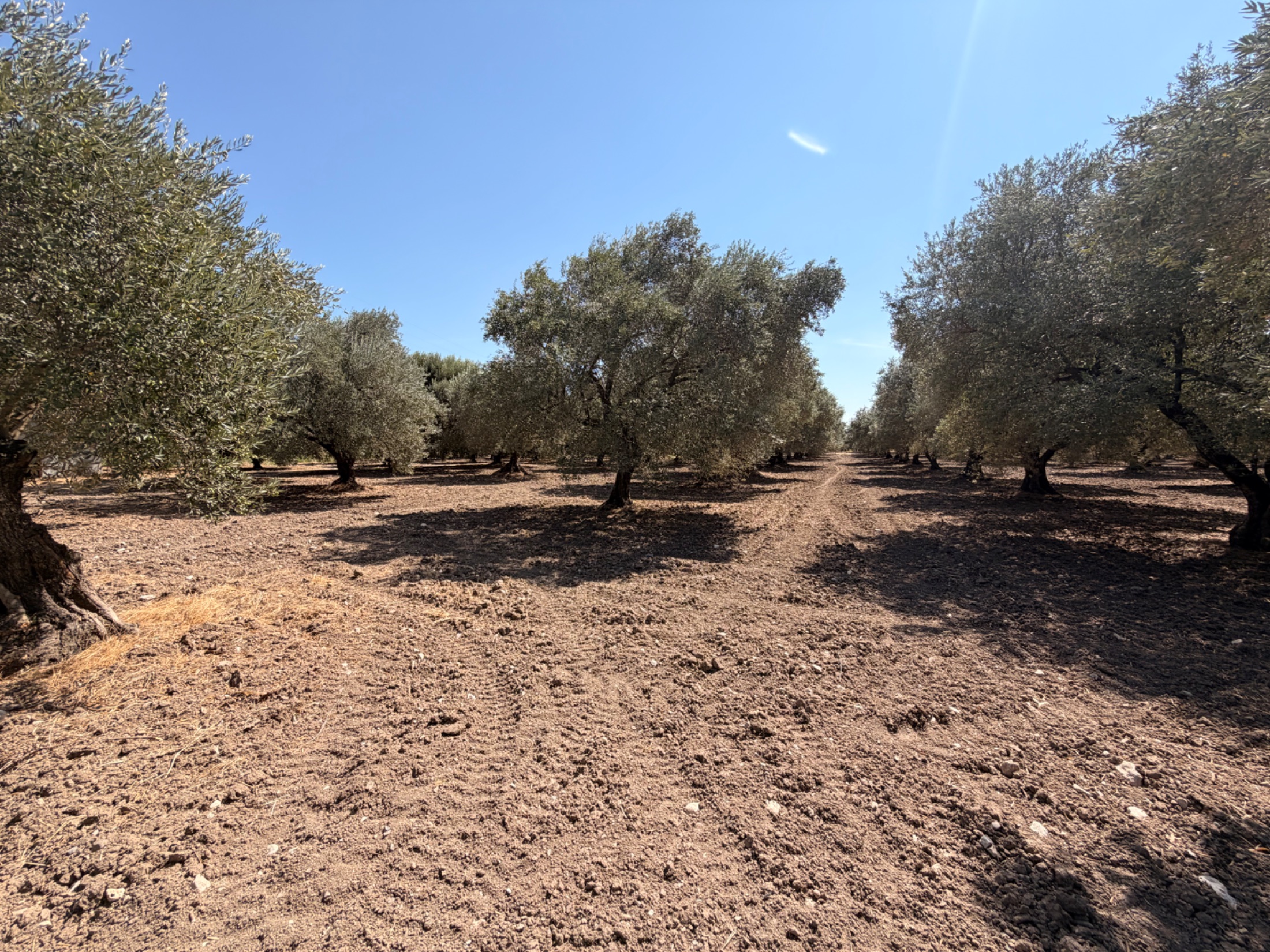 MECİDİYEDE BAKIMLI VE TAM VERİMDE 11850 M2 TEK TAPU ZEYTİNLİK 27