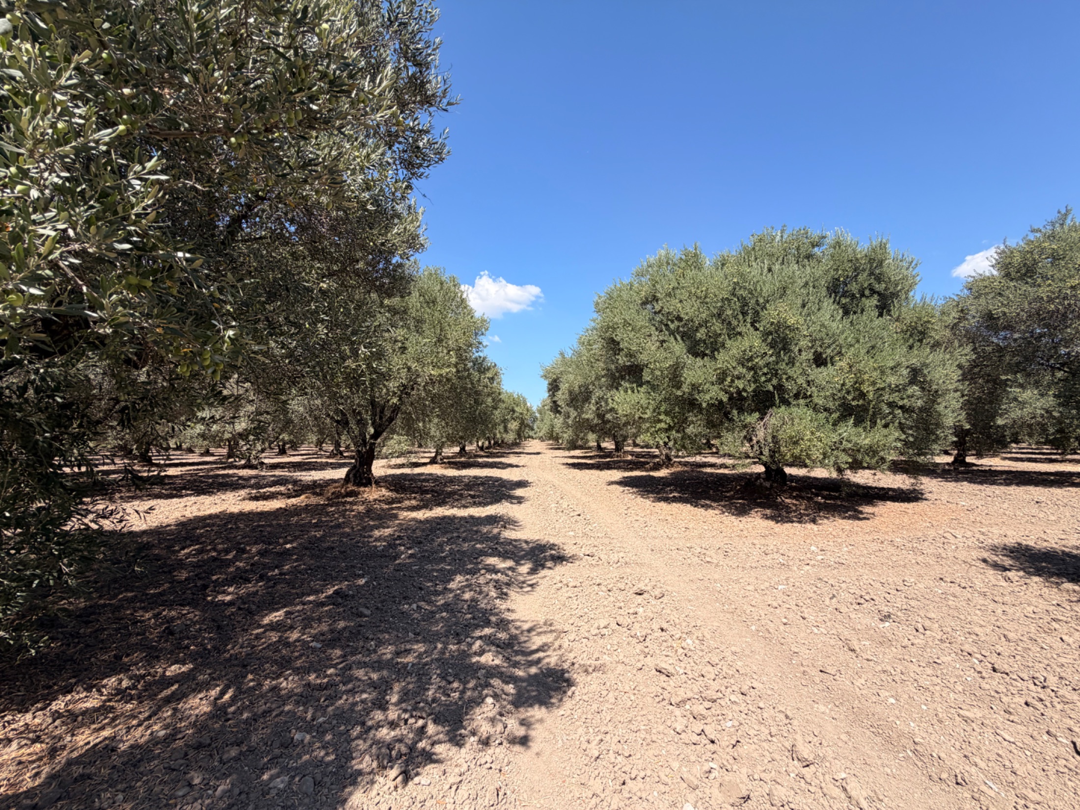 MECİDİYEDE BAKIMLI VE TAM VERİMDE 11850 M2 TEK TAPU ZEYTİNLİK 19